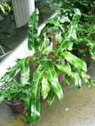 Pyrrosia sheareri